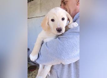 Klein ♥Luan♥ fröhlicher, neugieriger Welpenbub