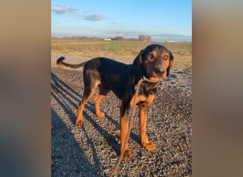 Ruhiger Jimmy ❤️ sucht liebesvolles Zuhause