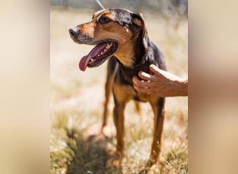 Jasco ❤️ neugierig, lebhaft & verspielt