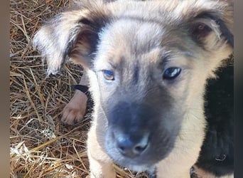 Schüchterne Crissi - braucht Liebe und Halt