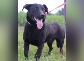 Blacky Aron ♥️ so verschmuster & verspielter Rüde