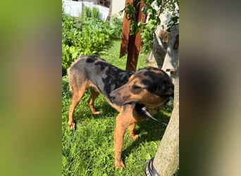 Katzenfreund Oskar - sanfter verschmuster Rüde