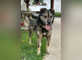 Medo ❤️ so gutmütig, liebevoll + sozial!