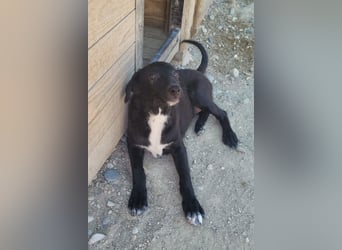 Herziges Welpenmädl Ava ❤️ so lieb, neugierig & verspielt!