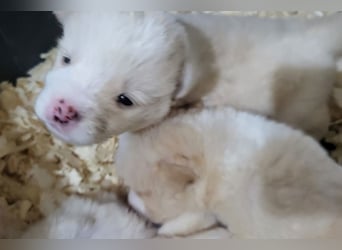 Welpin ♥Tina♥ hofft nun auf Liebe & Treue
