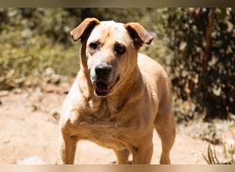 OldBoy ♥Gringo♥ sanft, aufgeschlossen, kinder-u.katzenlieb