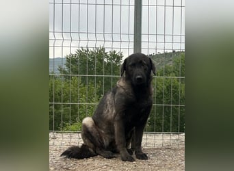 HSH-Mix-Hündin VIVA -  sucht Liebe, Halt und Verständnis