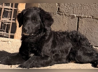 Mila ❤️ so süßes + lebensfrohes Hundemädchen!