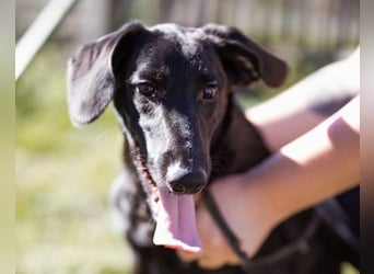 DIEGO❤️sozialer, menschenbezogener Jungspund mit fröhlichem Wesen