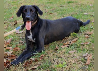 Xena - lebensfrohe, aktive, liebe Hündin