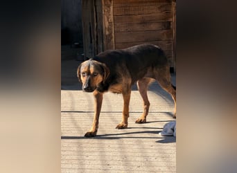 Wundervolle Aylini sucht eine Familie