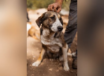 Prachtbursche ♥ Pero ♥ toller Familienhund; lieb, sozial, klug, auch verkuschelt