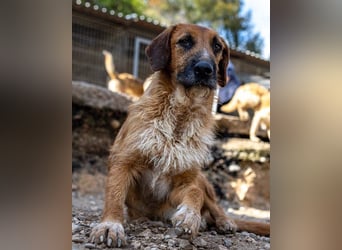 Sanfter ♥ Oscar ♥ wartet schon in 74749 Rosenberg