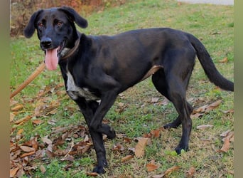 Xena - lebensfrohe, aktive, liebe Hündin