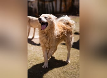 SKOČKO❤️ein Sonnenschein auf vier Pfoten sucht dich