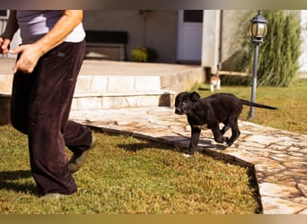 Junger Cosmo - charmanter Schäfi-Mix-Bub