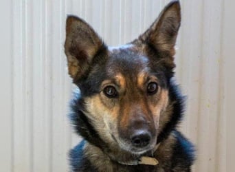 Fibi - eine sanfte Fellnase mit Charakter