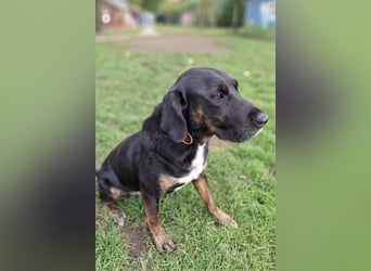 Leo ❤️ wartet in 84524 Neuötting auf dich