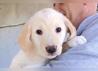 Klein ♥Luan♥ fröhlicher, neugieriger Welpenbub