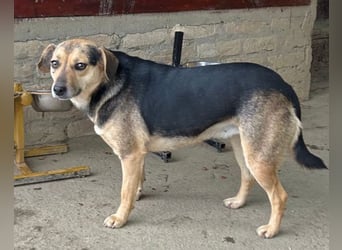 Lana ❤️ tolle umgängliche, junge Hündin