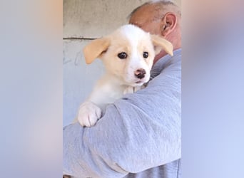 Welpin ♥Tina♥ hofft nun darauf ihre lieben & treuen Menschen zu finden