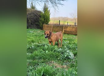 Sanfter Rüde ♥Amigo♥ erwartet dich bereits in 74749 Rosenberg