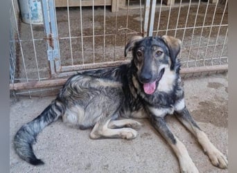 Mili-HSH-Rüde: braucht Liebe & Vertrauen