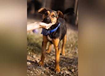 Loki ❤️ verspielter + neugieriger Hundebub