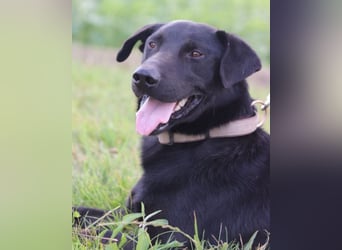 Blacky Aron ♥️ so verschmuster & verspielter Rüde