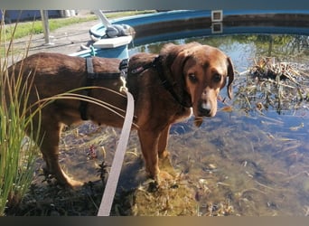 Reina in 01640 Coswig