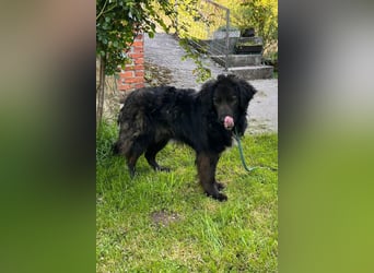 BIMBO❤️freundlicher, ruhiger Fellschnuffel - liebt einfach alles und jeden um sich herum