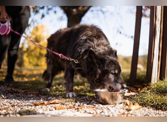 OldLady♥Srećka♥ hat Sehnsucht nach Liebe
