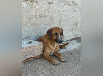 Sanfter Rüde ♥Amigo♥ erwartet dich bereits in 74749 Rosenberg