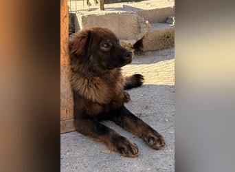 Bub ♥ Bertie ♥ ein lieber, fröhlicher, innen und außen schöner Jungrüde