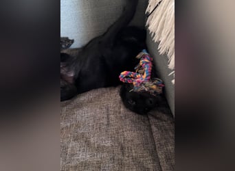 Ebony ❤️ wartet in 51469 Bergisch Gladbach auf dich