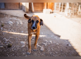 Sanfter Rüde ♥Amigo♥ erwartet dich bereits in 74749 Rosenberg
