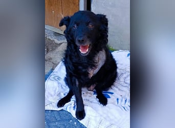 Nox ❤️ liebevoller Kämpfer auf 3-Beinen