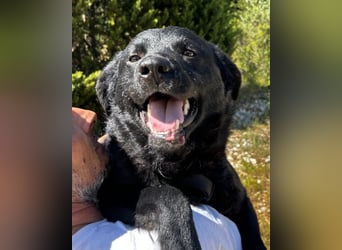 Bruce ❤️ Sanftmütig, loyal, verschmust!