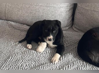 Welpe LENNI❤️kleiner Entdecker sucht sein großes Glück!