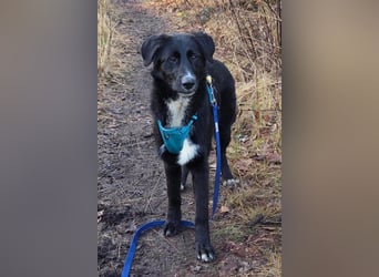 Sienna süße junge Schäfi-Mix-Schnute wartet bereits in 45711 Datteln