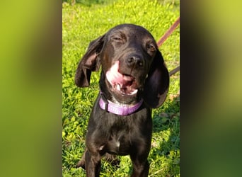 Luna ❤️ fröhliches, aktives Hundemädchen