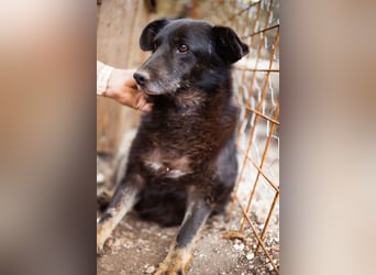 Liebevolle Hunde-Omi Gara ❤️ so sanft, freundlich und ruhig!