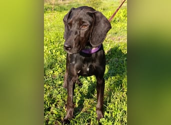 Luna ❤️ fröhliches, aktives Hundemädchen