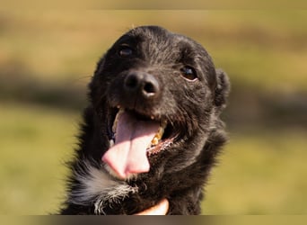 LEMMY❤️in 21075 Hamburg: ein harmonischer, treuer Begleiter sucht sein Happy End