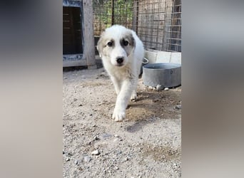 Schatz Sinan - toller Junghund sucht zeitnah eine PS !
