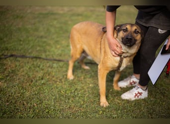 liebenswerter LINO❤️zutraulich, sozial & aufgeschlossen
