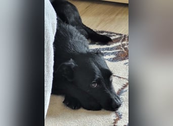 LEMMY❤️in 21075 Hamburg: ein harmonischer, treuer Begleiter sucht sein Happy End