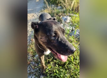 Goldige ♥ Godina ♥ kinderliebe, soziale Hündin
