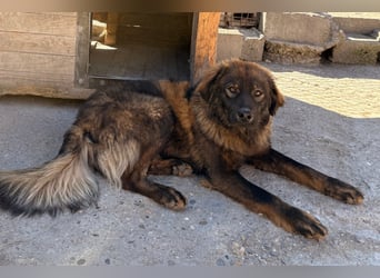 Bub ♥Bertie♥ lieber, fröhlicher Jungrüde