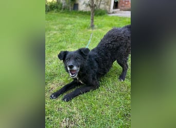 BIMAL❤️lieber, ruhiger Familienhund und katzenverträglich